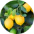 Citrus extract